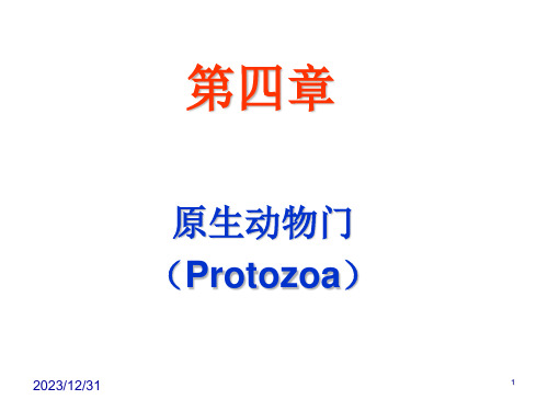 原生动物门海绵Protozoa