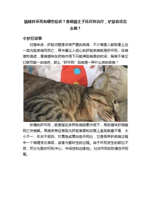 猫咪肝坏死有哪些症状？患病猫主子该尽快治疗，铲屎官该怎么做？