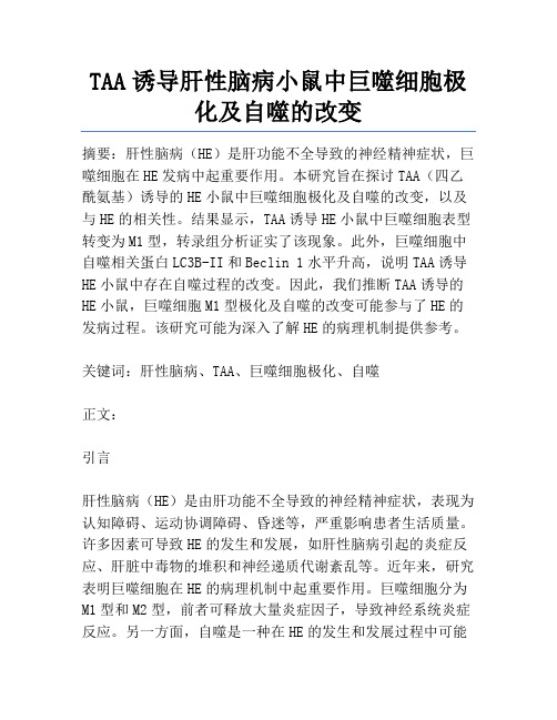 TAA诱导肝性脑病小鼠中巨噬细胞极化及自噬的改变