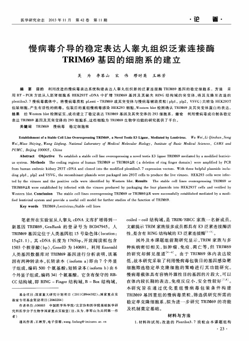 慢病毒介导的稳定表达人睾丸组织泛素连接酶TRIM69基因的细胞系的建立