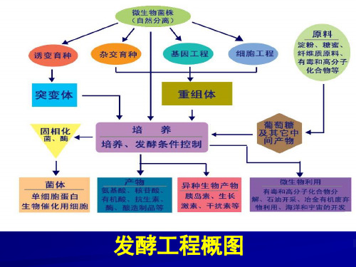 发酵工程课程总结