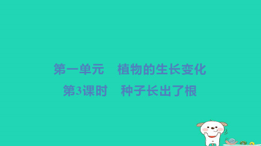 四年级科学下册第一单元植物的生长变化第3课时种子长出了根习题教科版