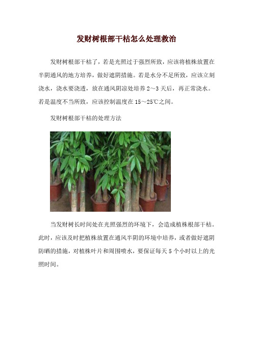 发财树根部干枯怎么处理救治