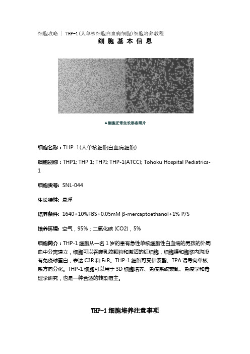 细胞攻略 - THP-1(人单核细胞白血病细胞)细胞培养教程