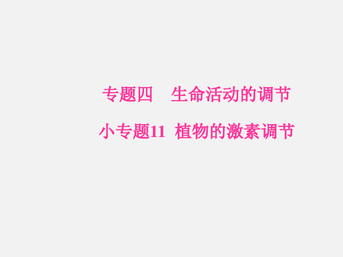 高考生物 二轮专题复习 专题四 生命活动的调节 小专题11 植物的激素调节