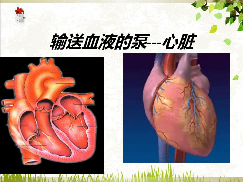 九年级上科学_体内物质的运输_ppt实用课件浙教版3