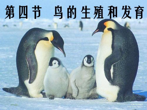 人教版 鸟的生殖和发育 精品PPT课件13