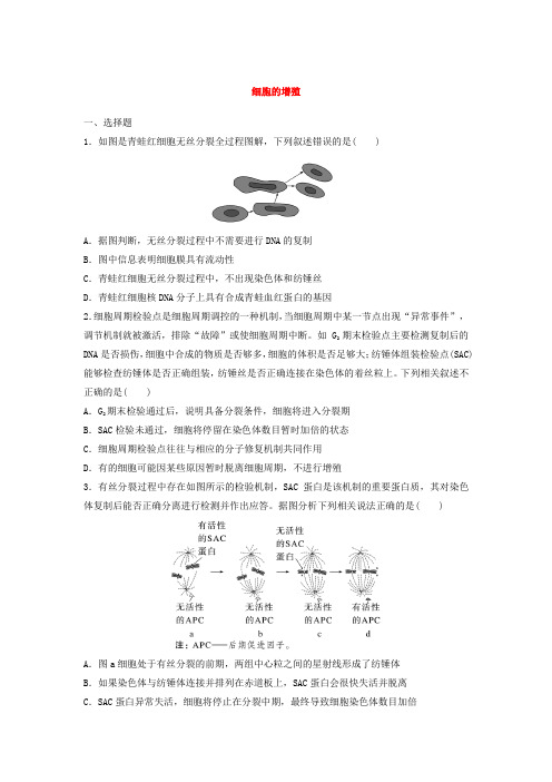 2025届高考生物一轮复习卷：细胞的增殖