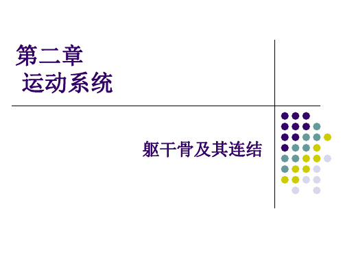 解剖学脊柱组成及形态解读