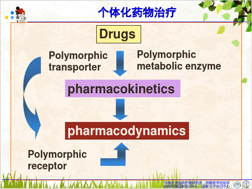 糖尿病和高血脂症个体化药物治疗PPT.