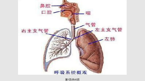 copd的健康宣教PPT课件