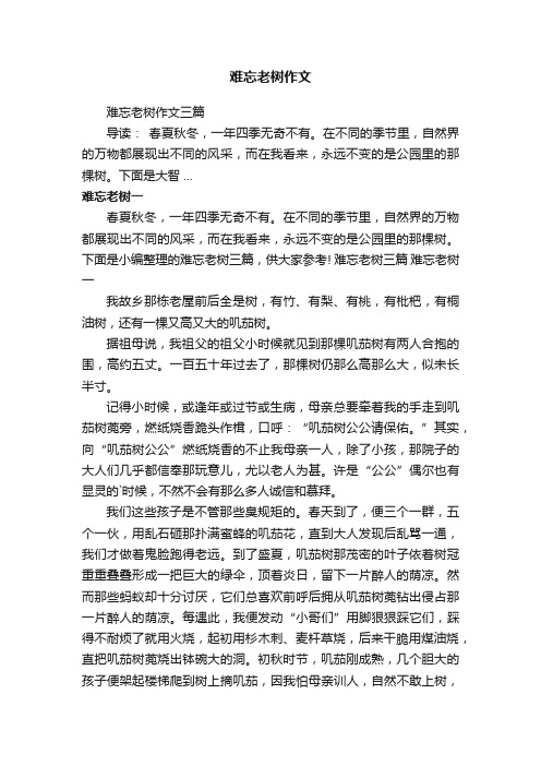 难忘老树作文三篇