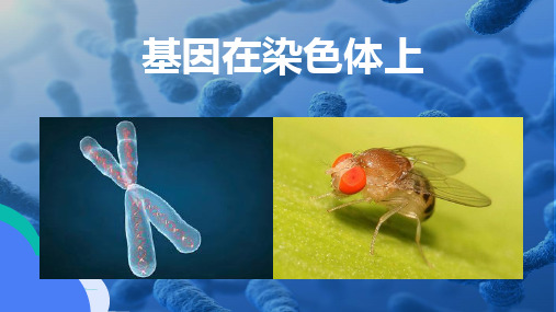 基因在染色体上课件高一下学期生物人教版必修2