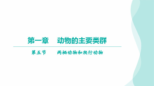 5.1.5两栖动物和爬行动物习题课件(24张PPT)2023--2024学年人教版生物八年级上册