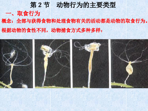 动物行为的主要类型 初中生物人教版八年级上册课件