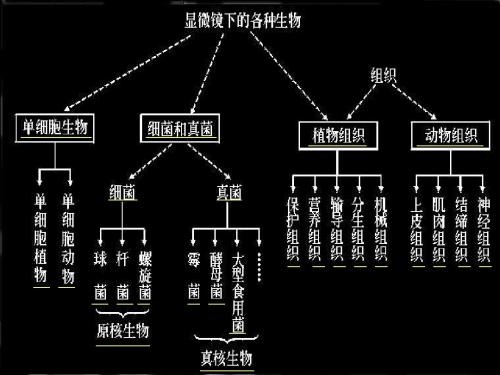 七年级科学显微镜下的各种生物5