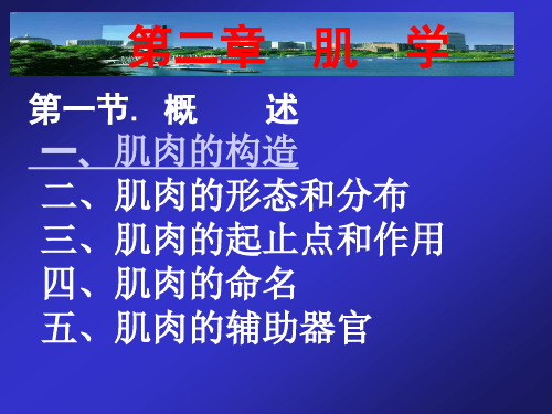 牛的前肢肌05精品PPT课件