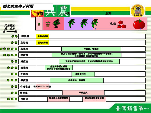 番茄生长周期表