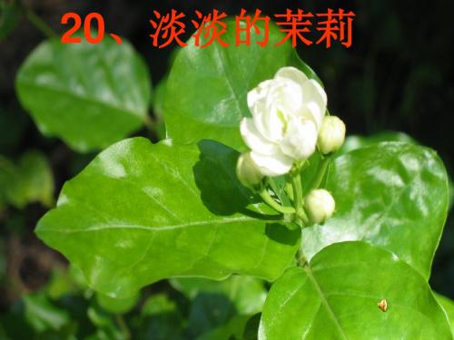 《淡淡的茉莉》课件