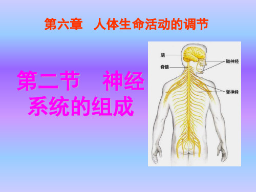 人教版七年级生物下册课件第六章第二节  神经系统的组成课件