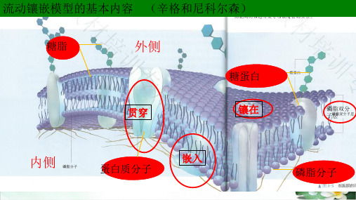 细胞器之间的分工合作PPT