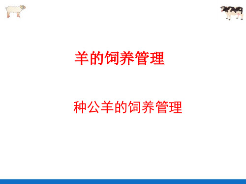 羊的饲养管理—种公羊的饲养管理