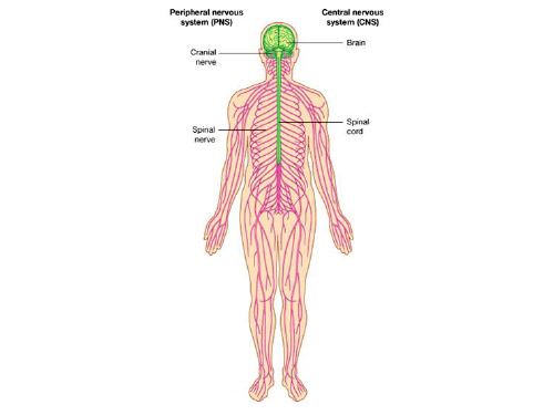 神经解剖学课件：03 Spinal Nerves