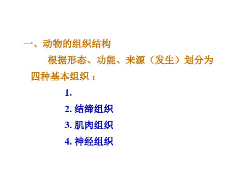 4.1动物的组织结构汇总