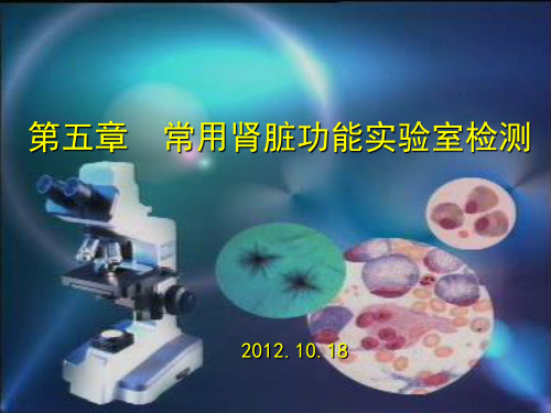 常用肾脏肾脏功能实验室检测