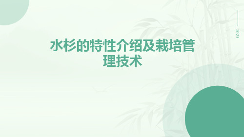 水杉的特性介绍及栽培管理技术