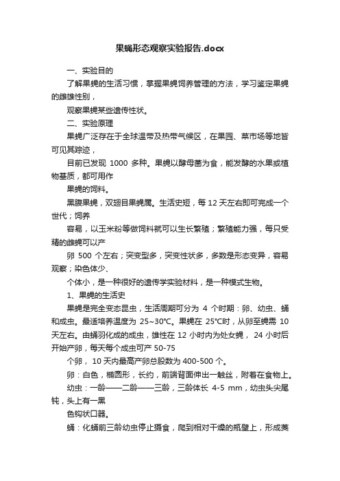 果蝇形态观察实验报告.docx