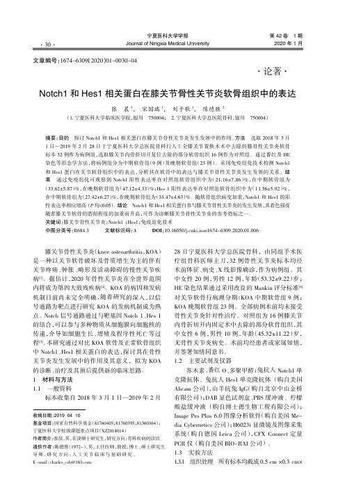 Notch1和Hes1相关蛋白在膝关节骨性关节炎软骨组织中的表达