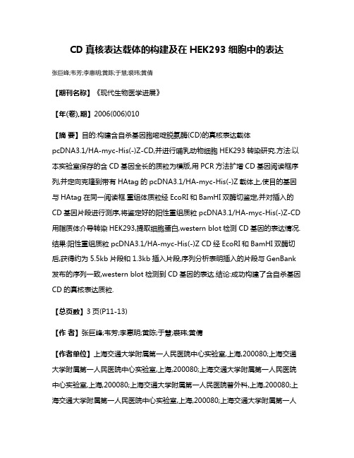 CD真核表达载体的构建及在HEK293细胞中的表达