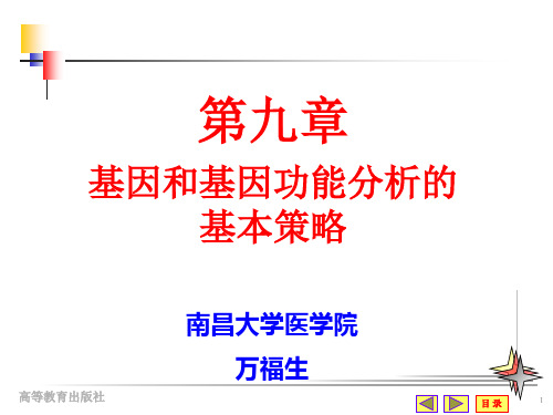 超好研究生分子生物学课件-第九章 基因和基因功能分析基本策略07