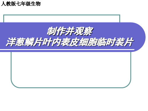 洋葱表皮临时装片的制作与观察