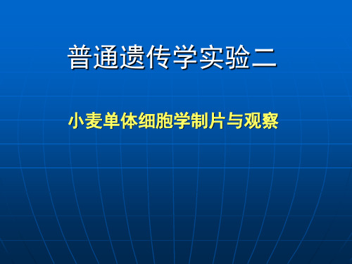 普通遗传学实验二-小麦单体