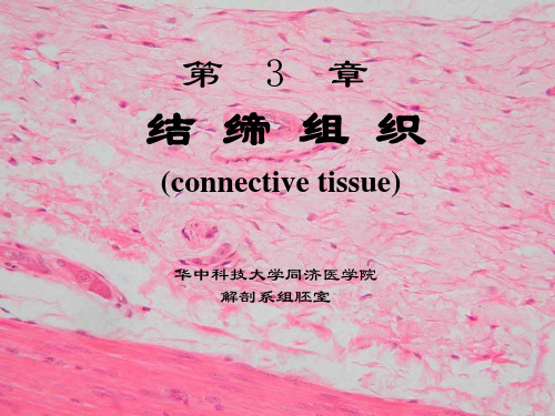 结缔组织(CONNECTIVE TISSUE)