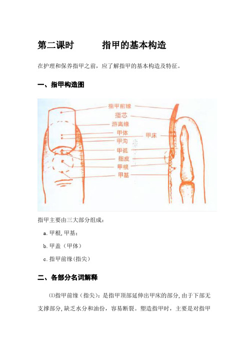 第二课    指甲的基本构造