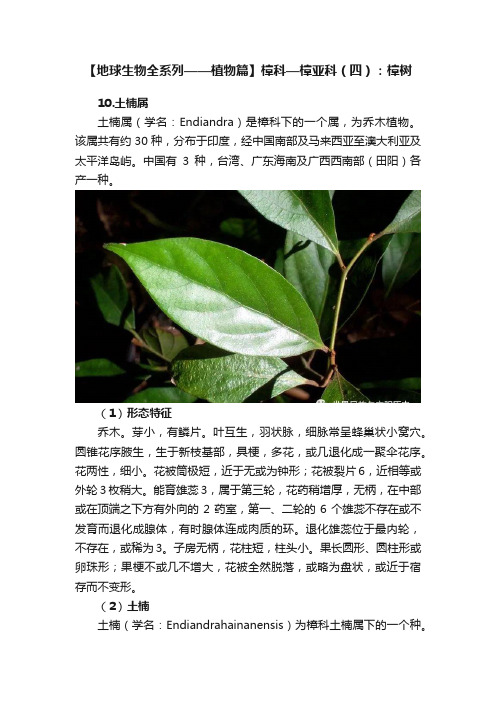 【地球生物全系列——植物篇】樟科—樟亚科（四）：樟树