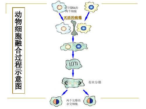 动物细胞融合过程示意图