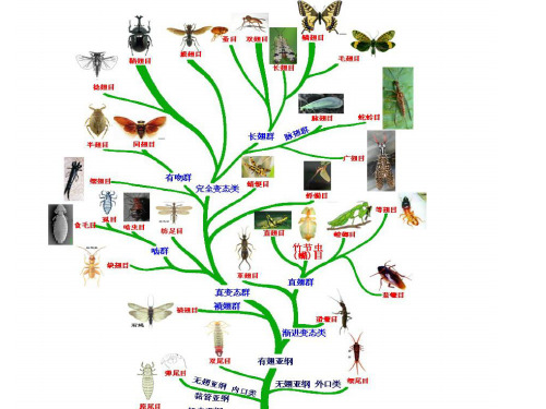 第七章 系统发育与进化树