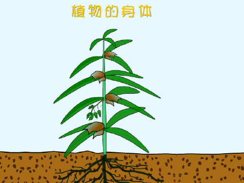 青岛版五制四级科学上册植物的身体