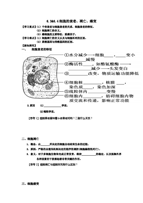 高中生物必修一6.3AND6.4细胞衰老、凋亡、癌变
