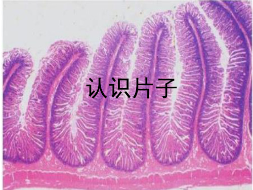 动物病理组织切片.pptx