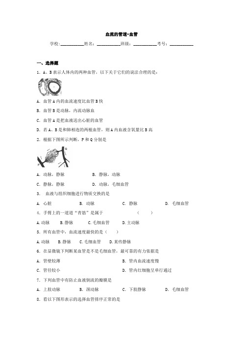 中考生物精品复习专题训练：血流的管道-血管(含真题及答案)