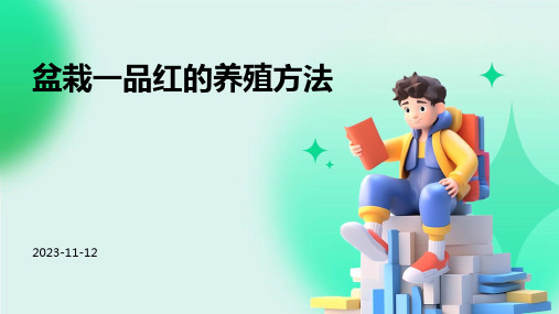 盆栽一品红的养殖方法