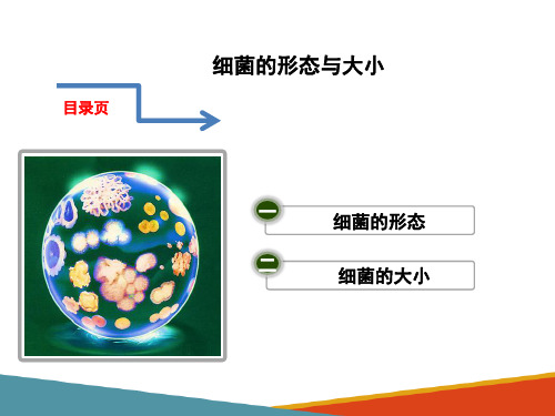 细菌—细菌的大小与形态(动物微生物课件)