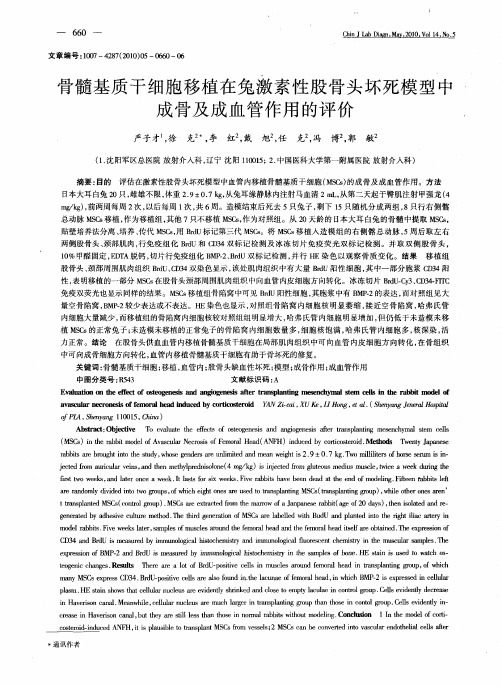 骨髓基质干细胞移植在兔激素性股骨头坏死模型中成骨及成血管作用的评价