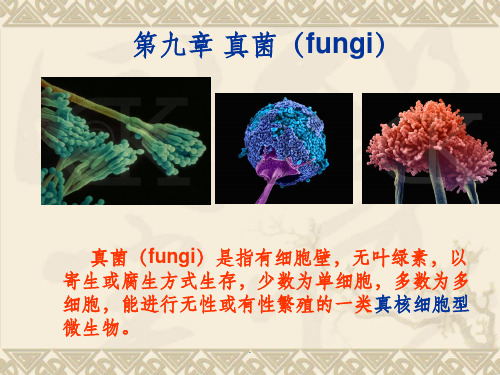 微生物学真菌ppt课件