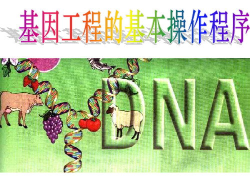 选修3 基因工程的基本操作程序PPT课件